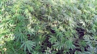 İsmayıllıda narkotik yetişdirən Zərdab sakini tutulub