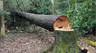 Son bir həftədə yaşıllıqlara 13 min manatdan çox ziyan dəydi 