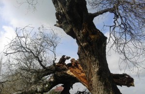 Güclü külək Tərtərdə yüz yaşlı çinar ağacını aşırıb - VİDEO