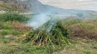 Qubadlıda 2 tondan artıq çətənə bitkisi yandırılıb   - VİDEO
