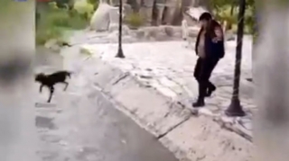 İtə rəhmsiz rəftar göstərən şəxslərin müəyyən edilməsi ilə bağlı araşdırmalara başlanılıb  - VİDEO - YENİLƏNİB