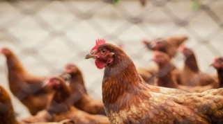 Bu toyuqları ALMAYIN! - Əhaliyə XƏBƏRDARLIQ   - VİDEO