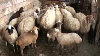 Keçmiş məhkum indi də qoyun oğurladı - FOTO