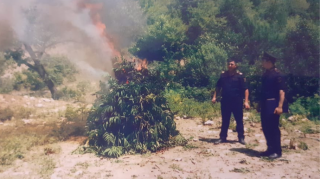 Qubada 4,2 ton çətənə kolu aşkar edilib - FOTO