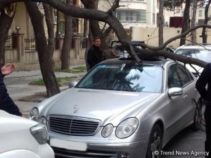 Bakıda külək 22 ağacı aşırdı: 2 maşın əzildi, 1 nəfər xəsarət aldı