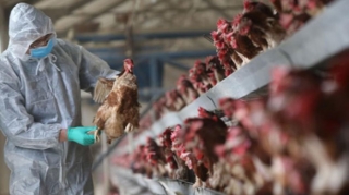 Quş qripi ilə bağlı əhaliyə XƏBƏRDARLIQ 