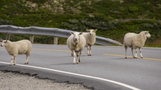 Yola çıxan qoyunlar fermerə baha başa gəldi: Cərimə ödəyib maşını təmir etdirəcək 