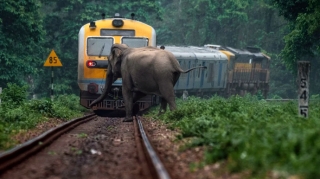 Qatar fil sürüsünə çırpıldı - 8 heyvan tələf oldu 