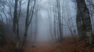 Gözətçinin iti insan başı gətirdi, 50 yaşlı kişinin meyiti tapıldı