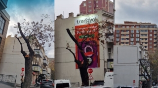 Bakıda ağac "Trendyol"  reklamına "qurban" edildi - FOTO 