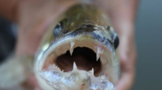 Dəniz sahilində insanları dişləyən balıq peyda oldu 