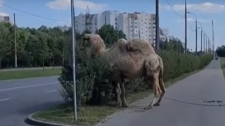 Gözlənilməz “nəqliyyat vasitəsi” yola çıxdı  - FOTO