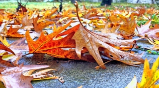 Azərbaycana payız gəlib