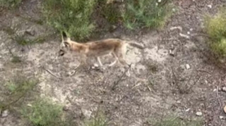 Bakıda və ətrafında TƏHLÜKƏ ARTIR -  Yırtıcı heyvanların sayı kəskin çoxalır   - VİDEO