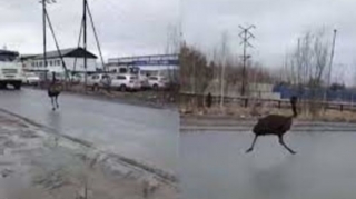 В Нижневартовске заметили бегающего по автотрассе страуса   - ВИДЕО