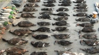 İmişlidə 5 nəfər brakonyer saxlanılıb - FOTO 