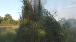 Qaxda 1,4 ton narkotik tərkibli bitki məhv edilib  - FOTO