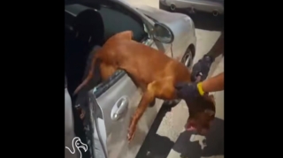 İtlər avtomobil salonuna 350 minlik ziyan vurdu   - VİDEO