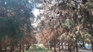 Ucarda 100-ə yaxın şam ağacı baxımsızlıqdan quruyub   - FOTO