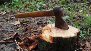 Lerikdə ağacları kəsən şəxs cəzalandırılıb