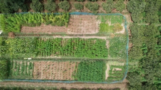 Astarada həyətdə narkoplantasiya aşkarlanıb - FOTO 