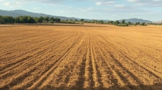 Azərbaycanın müxtəlif regionlarında 31 torpaq hərracı keçiriləcək 