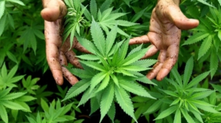 Neftçala sakinindən külli miqdarda narkotik aşkar edildi