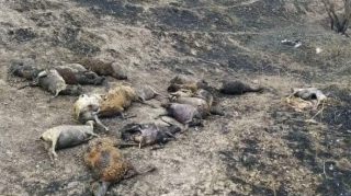 Siyəzəndəki yanğından dəhşətli görüntülər – FOTO 