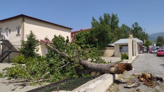Şəkidə güclü külək ağacı və məktəbin hasarını aşırdı - FOTO 