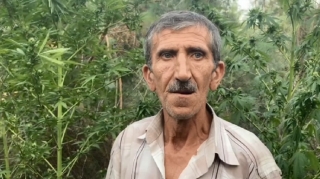 Kür çayının sahilində narkotik yetişdirən üç nəfər şəxs saxlanılıb - FOTO