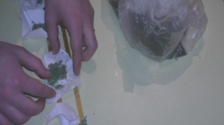 Göyçayda çətənə bitkiləri yetişdirən şəxs saxlanıldı - FOTO 