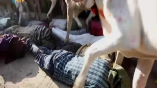 Qeyri-adi festival:  İnəklər insanların üstündən keçdi - VİDEO 