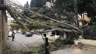 Bakıda külək 14 ağacı aşırıb