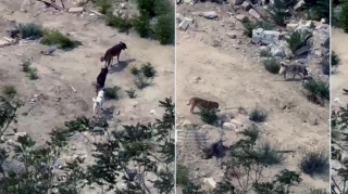 "Sevgi Parkı"nda sahibsiz itlər TƏHLÜKƏ YARADIR - VİDEO 