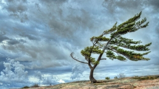 К вечеру ветер в Баку стихнет