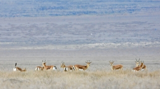 Axar-Baxardakı ceyranların FOTOLARI 