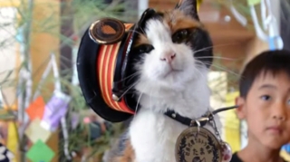 Pişik dəmir yol stansiyasında növbətçi oldu - FOTO 