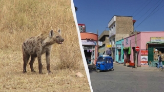 Bu ölkədə yırtıcılar küçədə gəzərək sakinlərə ildə 100 min dollar qənaət edirlər 