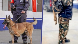 Üç ayaqla doğulmuş it polis bölməsində işə götürülüb - FOTOLAR 