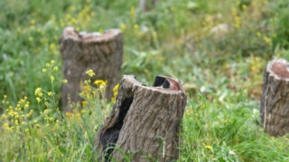 Bitməyən ağac “qətlləri”: “Məmurlar yerində deyil” - TƏHLİL 
