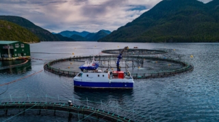 Suya düşən kimyəvi maddə Norveçin balıq sənayesinə böyük zərər vurub