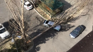 В Баку сильный ветер повалил дерево  - ФОТО