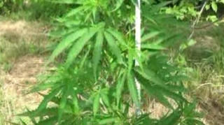 Mədəniyyət Nazirliyinin vəzifəli şəxsinin narkotik plantasiyası aşkarlandı - FOTO 