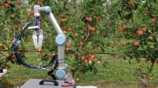 Avstraliyada alma yığımı üçün robot yaradılıb  - VİDEO