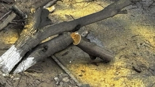 Qaraçuxurda ağac yola aşdı - Hərəkət məhdudlaşdı   - FOTO