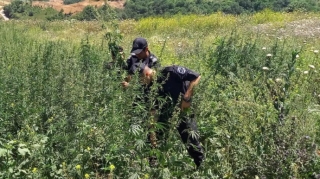 Xocalı polisi əməliyyat keçirib:  2 800 ədəd çətənə kolu məhv edilib