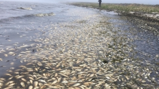 Xəzər dənizində balıqlar kütləvi şəkildə tələf olub