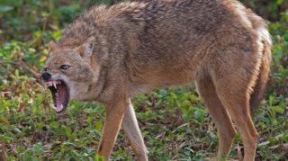 Cəlilabadda çaqqal 3 nəfərə hücum etdi 