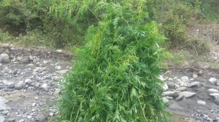 İsmayıllıda 900 kq-dan artıq narkotik vasitə məhv edilib  - FOTO