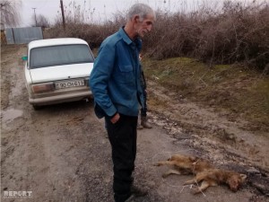 Yırtıcı heyvan yerli sakinə hücum edərək ona xəsarət yetirib - FOTO